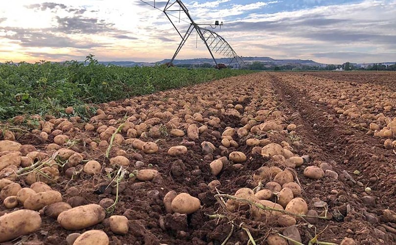 En la cooperativa salmantina Aranpino han arrancado poco más del 20% de la patata. (Cortesía: Hermanos Busto Criado.) En la cooperativa salmantina Aranpino han arrancado poco más del 20% de la patata. (Cortesía: Hermanos Busto Criado.)