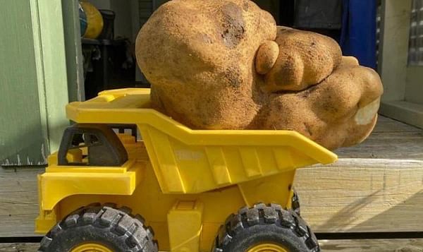 La patata de Donna y Colin Craig-Brown sobre un camión de juguete.