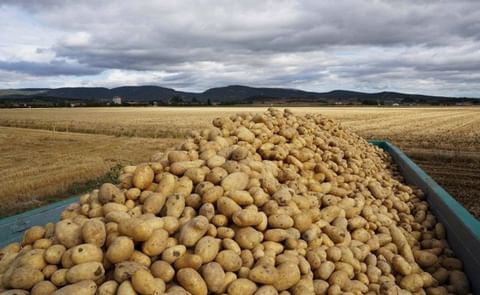 España: más patata de media estación España: más patata de media estación