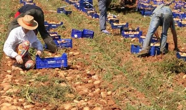 La patata nueva andaluza parte este año con ventaja respecto a la de conservación