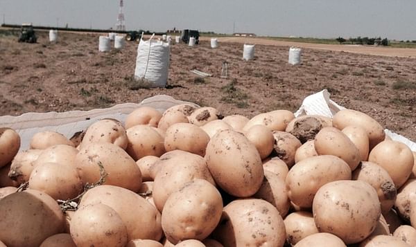 Medio centenar de productores y vendedores dan salida a la patata de Palencia