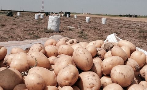 Medio centenar de productores y vendedores dan salida a la patata de Palencia
Medio centenar de productores y vendedores dan salida a la patata de Palencia