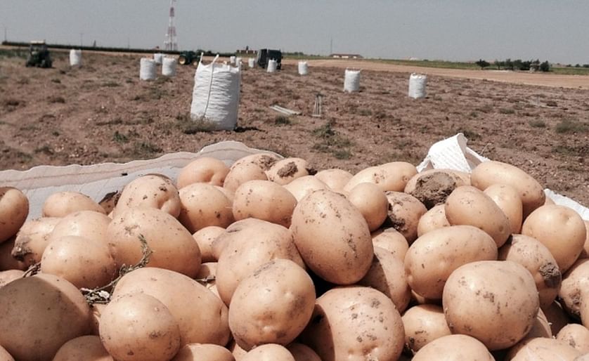 Medio centenar de productores y vendedores dan salida a la patata de Palencia
