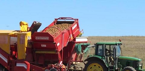 España: La cosecha de patata avanza en La Rioja con una mermada producción