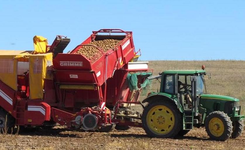 España: La cosecha de patata avanza en La Rioja con una mermada producción.