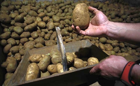 El único productor de Terra Chá que vende producción certificada dice que la calidad debe ser valorada por el consumidor. El único productor de Terra Chá que vende producción certificada dice que la calidad debe ser valorada por el consumidor.