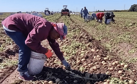 Potatoes from Sinaloa Potatoes from Sinaloa