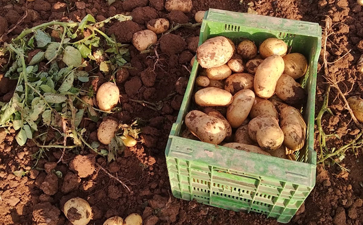 Disminuye la producción de patata valenciana Disminuye la producción de patata valenciana