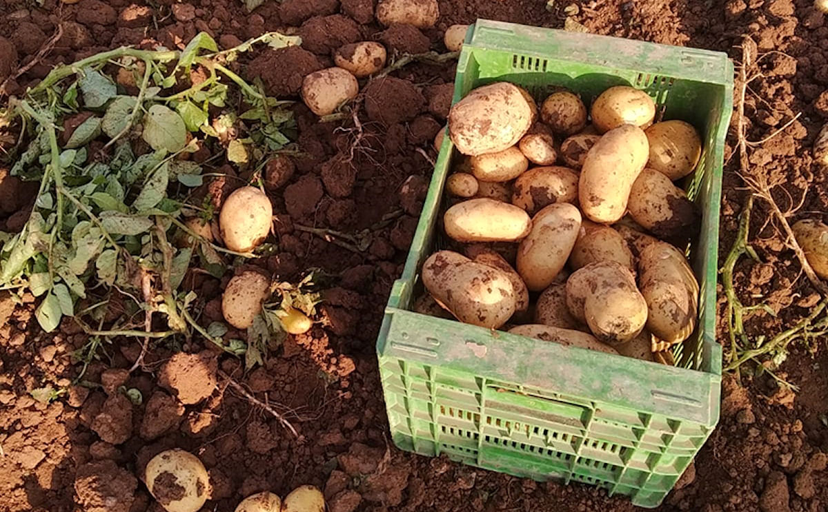 Valencian potato production decreases