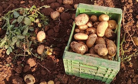 Valencian potato production decreases Valencian potato production decreases
