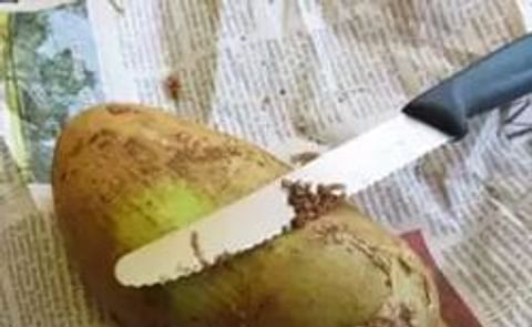 Los beneficios de la papa fresca versus papa conservada: más nutrientes y más sabor Los beneficios de la papa fresca versus papa conservada: más nutrientes y más sabor