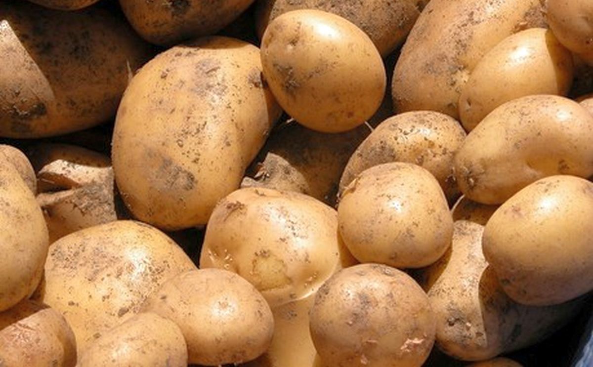 España: Comienzo inminente de la campaña de patatas de Castilla y León España: Comienzo inminente de la campaña de patatas de Castilla y León