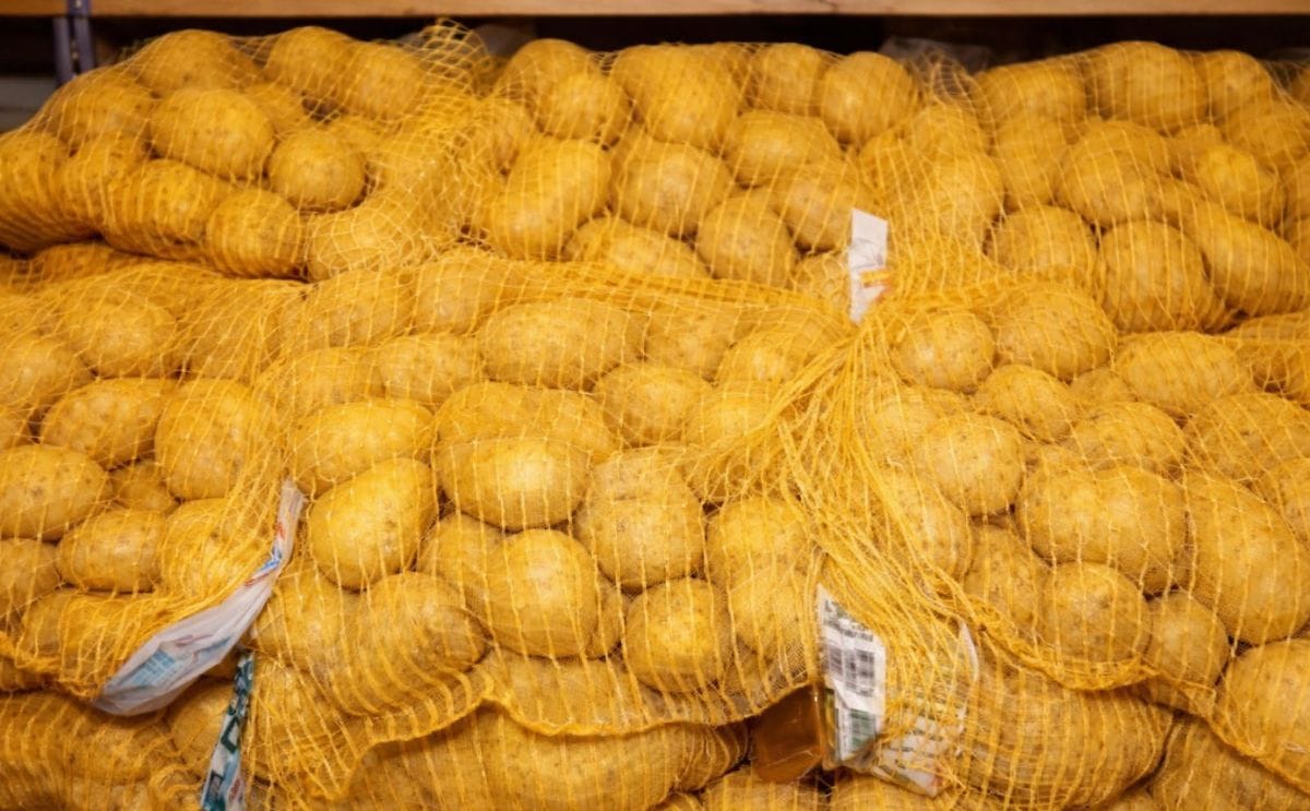 Patata nueva de España empacada y lista para comercializarse Patata nueva de España empacada y lista para comercializarse