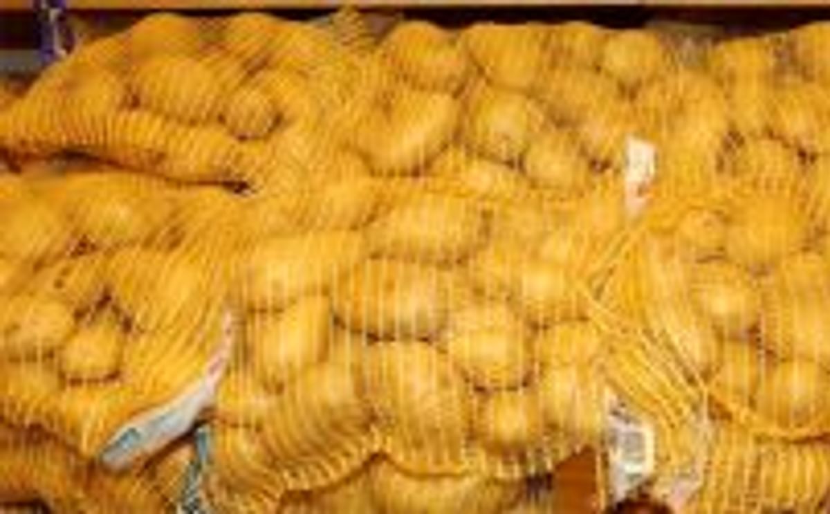 Patata nueva de España empacada y lista para comercializarse Patata nueva de España empacada y lista para comercializarse