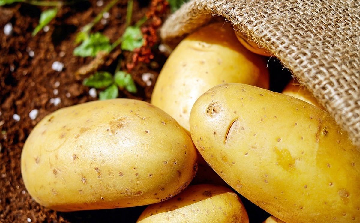 La patata se paga a menos de la mitad que el año pasado La patata se paga a menos de la mitad que el año pasado