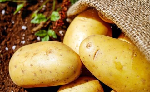 La patata se paga a menos de la mitad que el año pasado. La campaña finaliza con un aumento del 13% en producción. La patata se paga a menos de la mitad que el año pasado. La campaña finaliza con un aumento del 13% en producción.