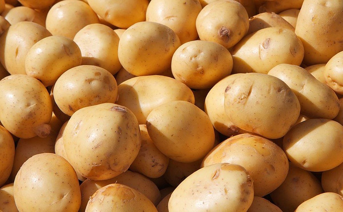 Europa: Autorregular el mercado de la patata podría generar perturbaciones negativas Europa: Autorregular el mercado de la patata podría generar perturbaciones negativas