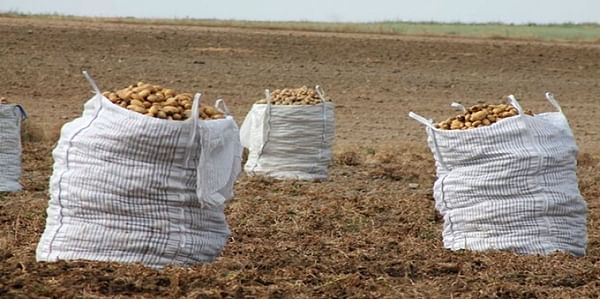Los altos rendimientos marcan la campaña de patata en Castilla y León