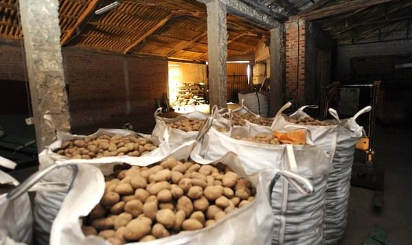 Almacén de patatas de la cooperativa Santa Isabel