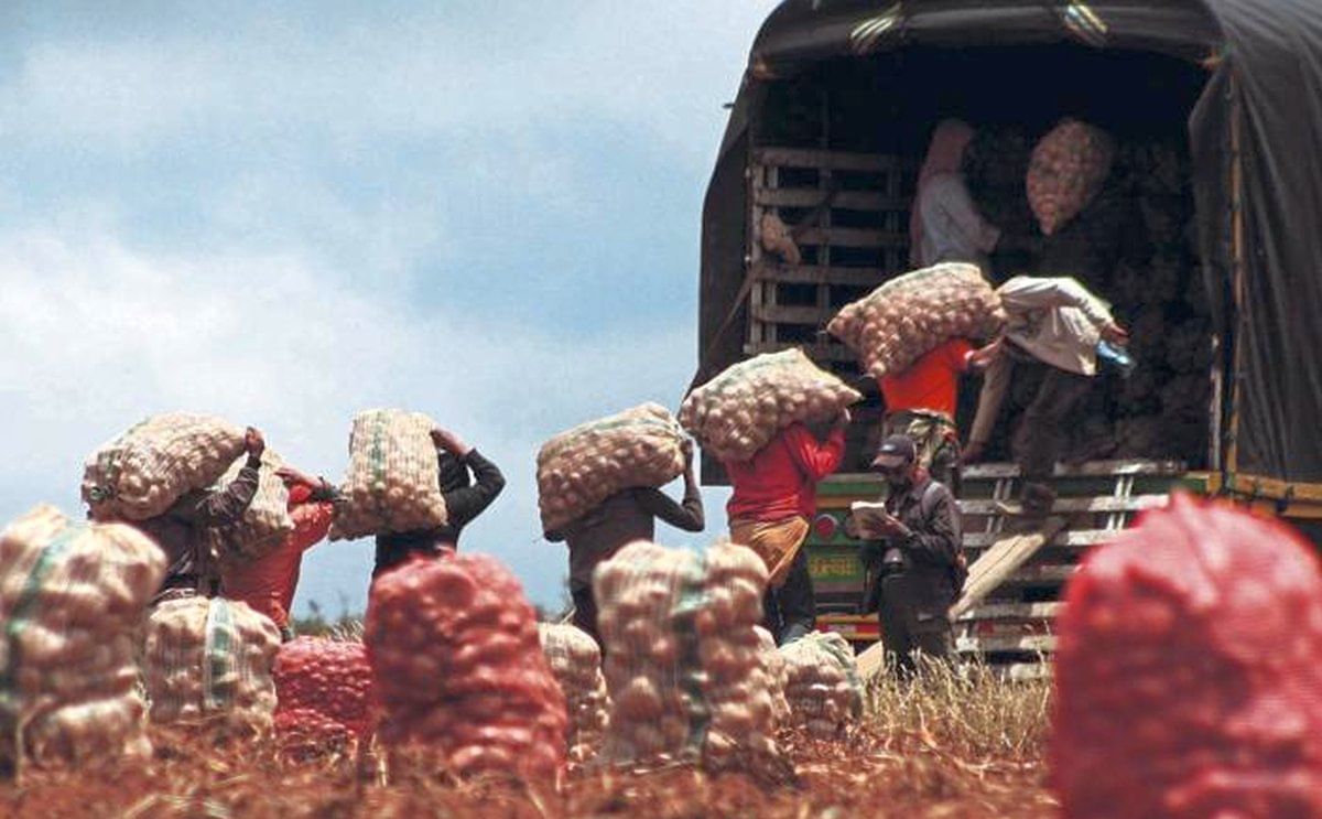 Colombia: En marcha nuevas medidas de apoyo a los productores de papa Colombia: En marcha nuevas medidas de apoyo a los productores de papa