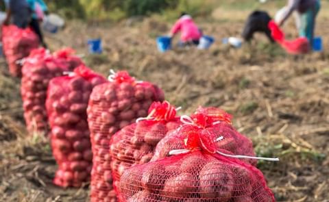 Colombian potatoes Colombian potatoes