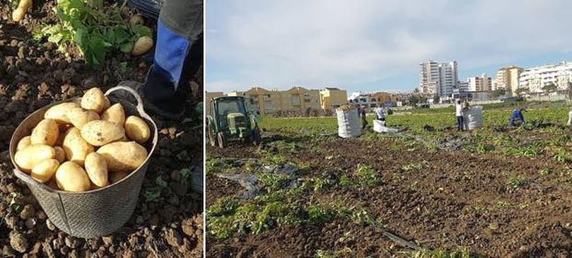 La patata nueva de Málaga se caracteriza por ser de piel amarilla, de forma ovalada y de carne amarilla cremosa. La patata nueva de Málaga se caracteriza por ser de piel amarilla, de forma ovalada y de carne amarilla cremosa.