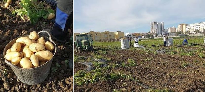 La patata nueva de Málaga se caracteriza por ser de piel amarilla, de forma ovalada y de carne amarilla cremosa.