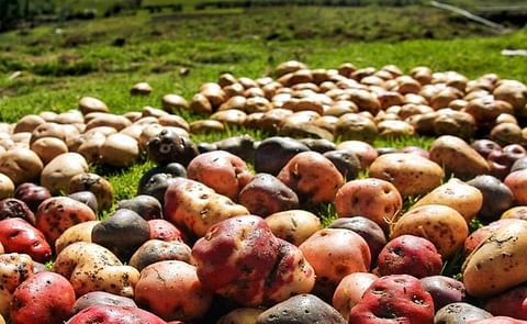 EE.UU., Europa y Bolivia son los principales destinos de la patata peruana. EE.UU., Europa y Bolivia son los principales destinos de la patata peruana.