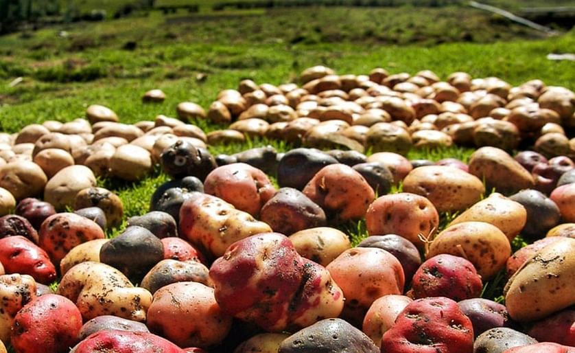 EE.UU., Europa y Bolivia son los principales destinos de la patata peruana.