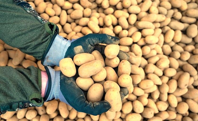 Un agricultor muestra sus patatas en Alemania