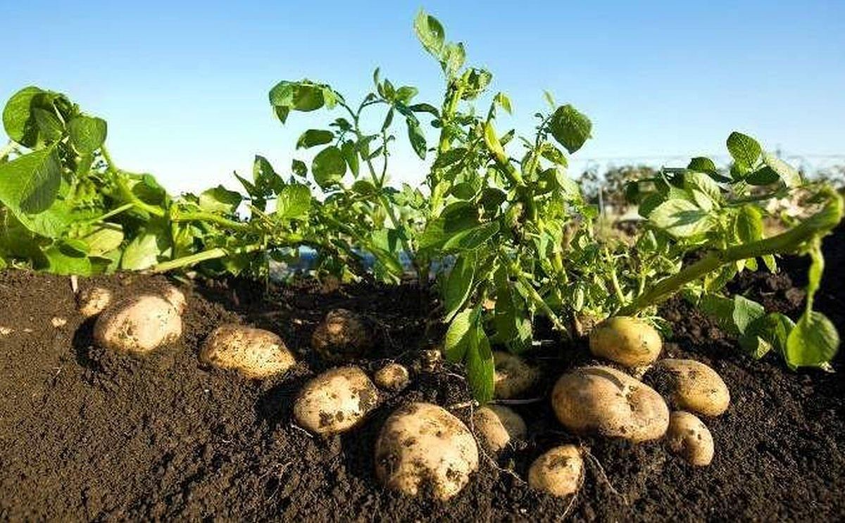 Hijolusa es uno de los principales operadores de patata fresca en España.
