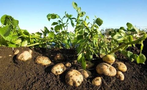 Hijolusa es uno de los principales operadores de patata fresca en España. Hijolusa es uno de los principales operadores de patata fresca en España.