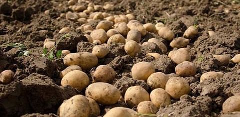 McCain pagará un 20 porciento más a los productores de patatas franceses.