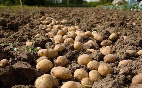 McCain pagará un 20 porciento más a los productores de patatas franceses. McCain pagará un 20 porciento más a los productores de patatas franceses.