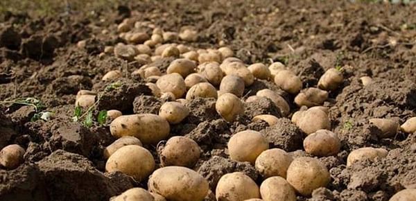 McCain pagará un 20 porciento más a los productores de patatas franceses.