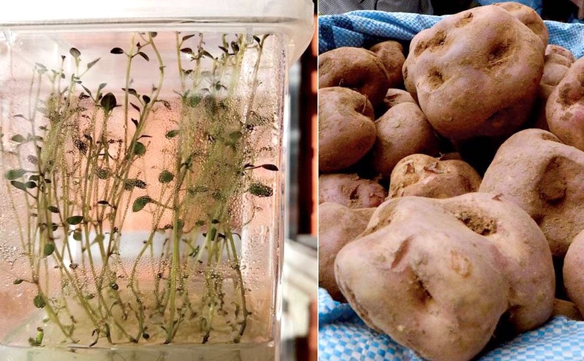 Cultivo de papa in vitro. Cultivo de papa in vitro.