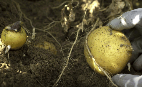 Patatas Melendez in Andalusia Patatas Melendez in Andalusia