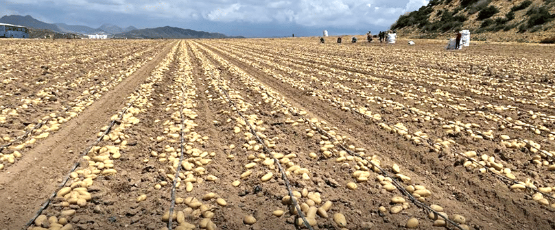 Patatas Meléndez prevé buenas perspectivas para esta cosecha. Patatas Meléndez prevé buenas perspectivas para esta cosecha.