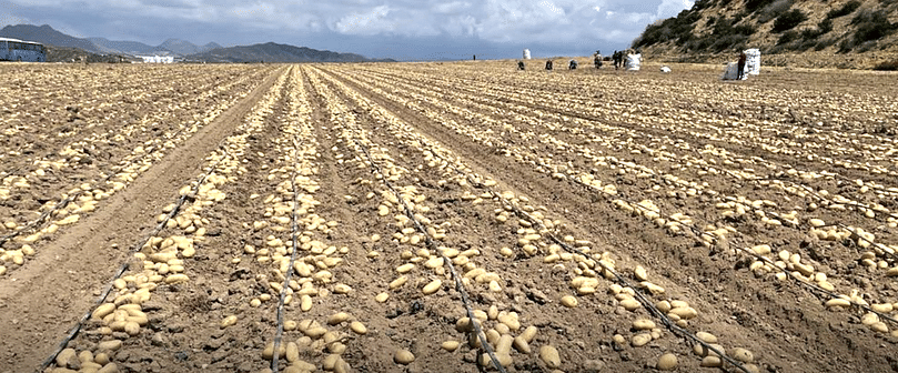 Patatas Meléndez prevé buenas perspectivas para esta cosecha. Patatas Meléndez prevé buenas perspectivas para esta cosecha.