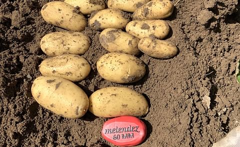 Patatas Meléndez da el pistoletazo de salida a la campaña de Patata Nueva en Andalucía y Murcia. Patatas Meléndez da el pistoletazo de salida a la campaña de Patata Nueva en Andalucía y Murcia.