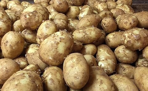 La Junta activa una campaña para difundir las propiedades de este tubérculo andaluz que llega a mercados de todo el mundo. La Junta activa una campaña para difundir las propiedades de este tubérculo andaluz que llega a mercados de todo el mundo.