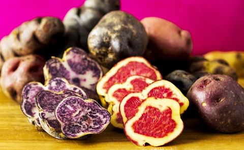 Instituto Tecnológico de la Producción (ITP): 'Nuestro país cuenta con más de tres mil tipos de papa.' Instituto Tecnológico de la Producción (ITP): 'Nuestro país cuenta con más de tres mil tipos de papa.'