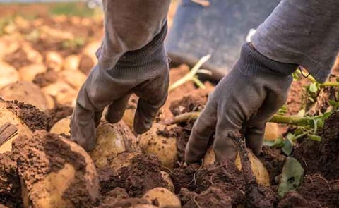 potato picking potato picking