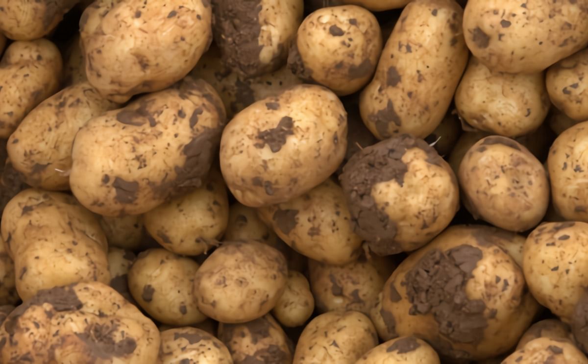 ¿Lavadas o sin lavar? Los productores de Andalucía insisten en que el aspecto estético no influye en la frescura y sabor ¿Lavadas o sin lavar? Los productores de Andalucía insisten en que el aspecto estético no influye en la frescura y sabor