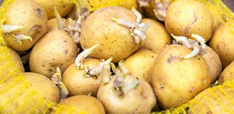 Cómo conservar las patatas y que duren más tiempo