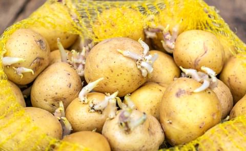 Cómo conservar las patatas y que duren más tiempo
Cómo conservar las patatas y que duren más tiempo