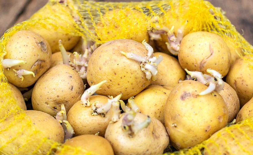Cómo conservar las patatas y que duren más tiempo
