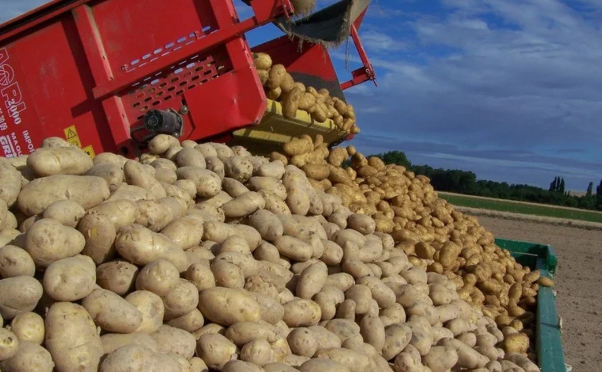 Patatas recién cosechadas, en un remolque Patatas recién cosechadas, en un remolque