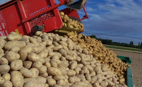 Patatas recién cosechadas, en un remolque Patatas recién cosechadas, en un remolque