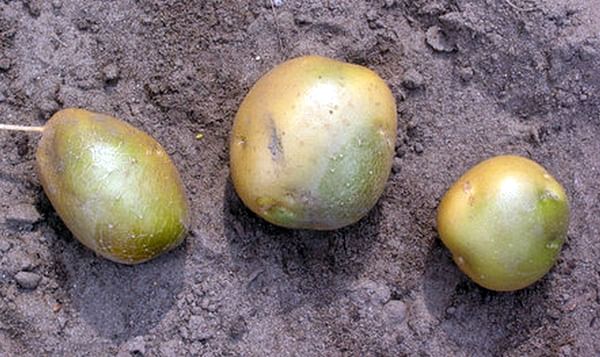 Esto es lo que esconden las patatas que tienen manchitas verdes en la piel
